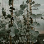 Enrhumé ? Fatigué ? Découvrez comment l’eucalyptus peut vous soulager naturellement